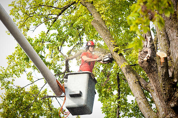 Best Tree and Shrub Care  in St Paul, TX